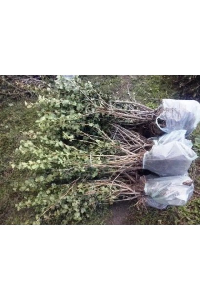 Саджанці агрусу ‘Славута’ з голим коренем